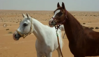 Oman randonnée à cheval