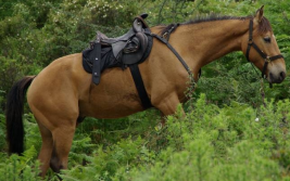 rando cheval en corse