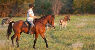 safari équestre