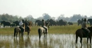 safari à cheval au Botswana