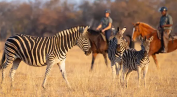 safari cheval Afrique du Sud