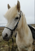 randonnee a cheval en islande