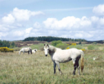 horseback riding in ireland