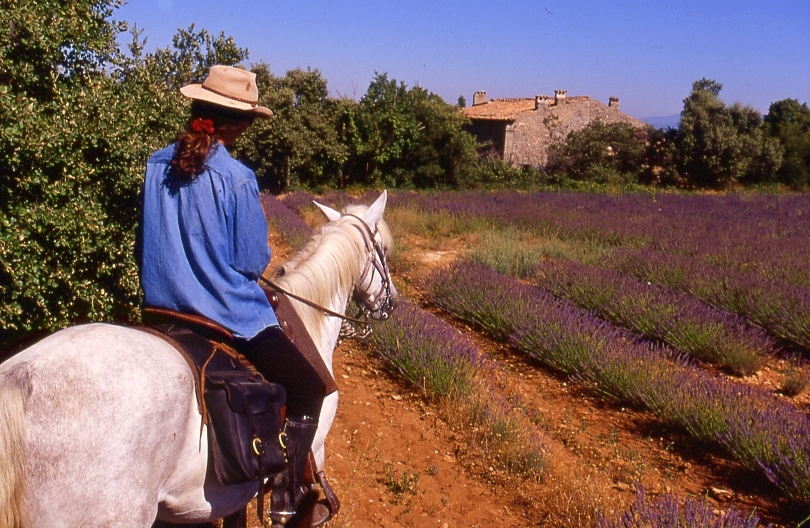 Voyage à cheval - Parfums et villages perchés, voyage à cheval du Luberon à la Haute Provence