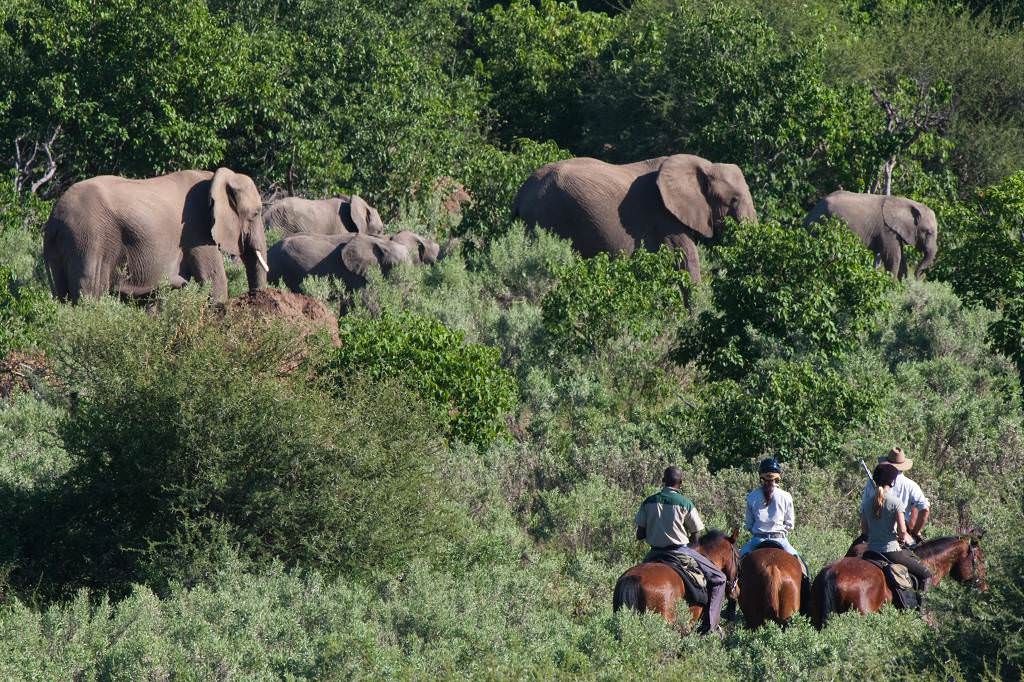 Voyage à cheval - Afrique du Sud & Botswana : Exploration de la faune en safari à cheval
