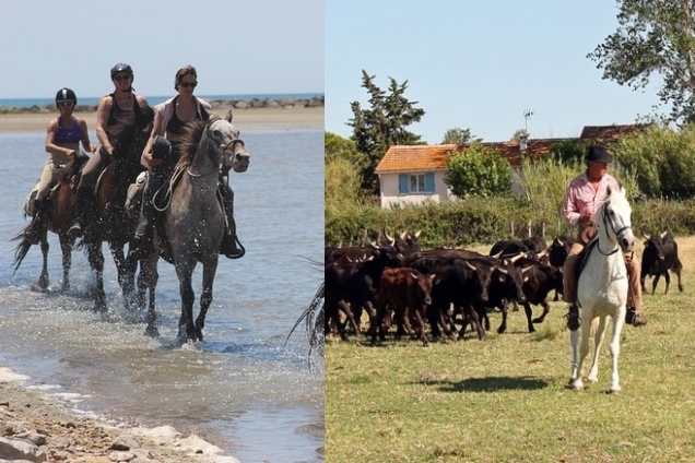 Voyage à cheval - Deux jours de traversée de la Camargue à cheval et tri de taureaux dans une manade
