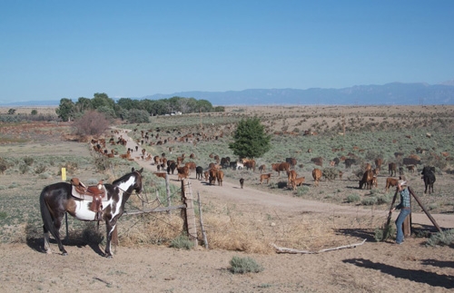Voyage à cheval - Usa : Rando à cheval en bivouac \