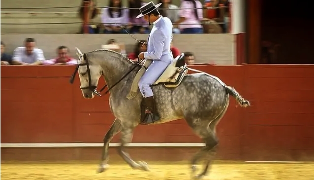 Voyage à cheval - Andalousie : Stage de Doma Vaquera