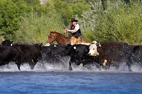 Voyage à cheval - Usa : Randonnées à cheval et travail du bétail dans le Wyoming
