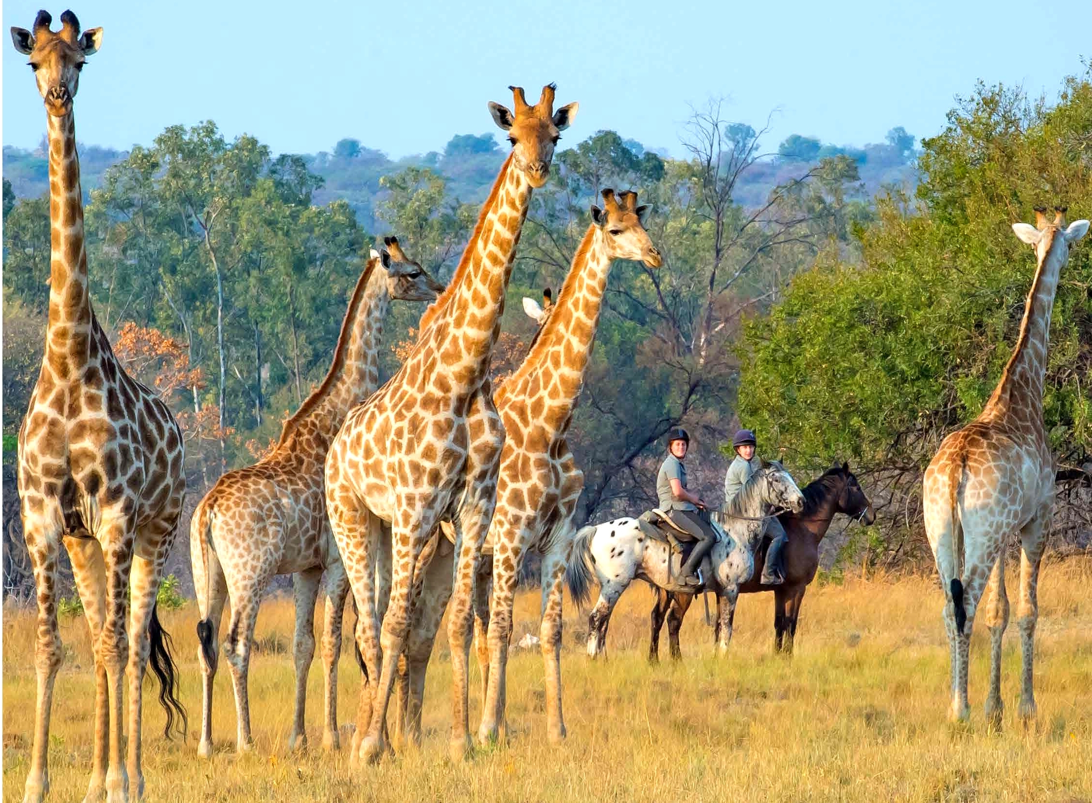 Voyage à cheval - Afrique du Sud : Safari à cheval \