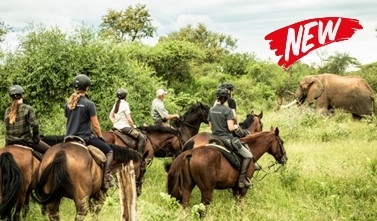 Voyage à cheval - Afrique du Sud : Les Big Five du Kruger