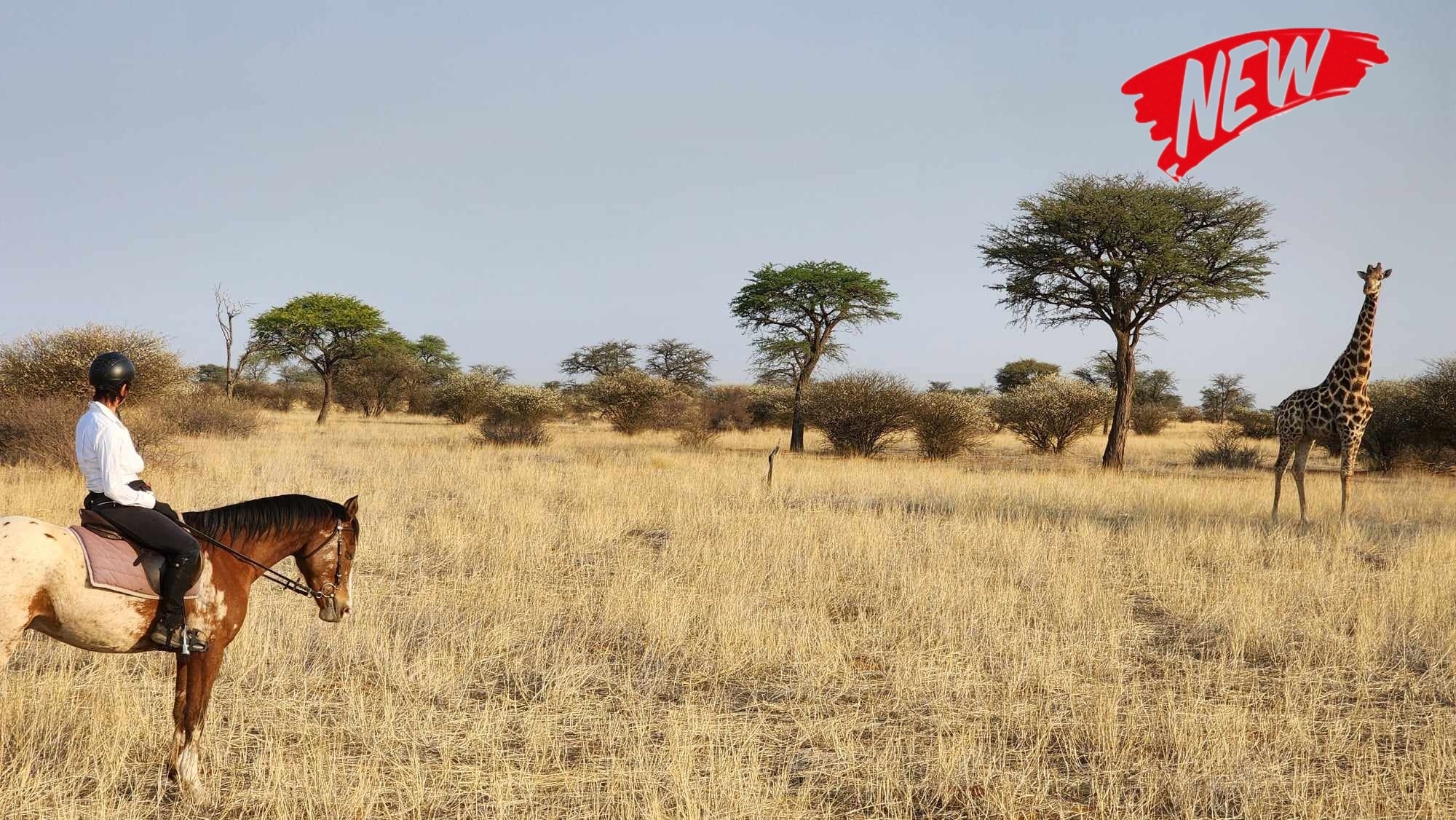 Voyage à cheval - Namibie : Safari à cheval au bord du Kalahari