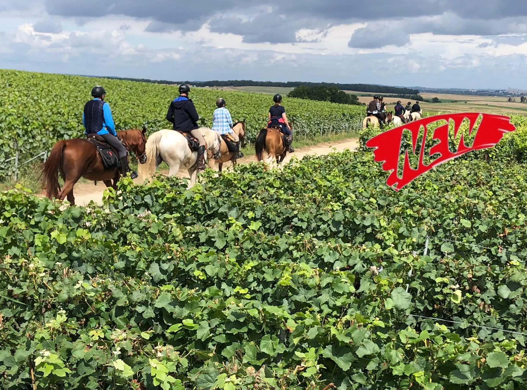 Voyage à cheval - Vallée de la Loire : Sancerre et le Sancerrois à cheval