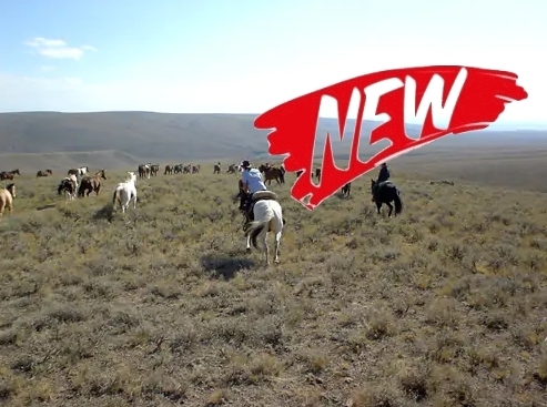 Voyage à cheval - Usa : Convoyage d\'un troupeau de chevaux en Idaho