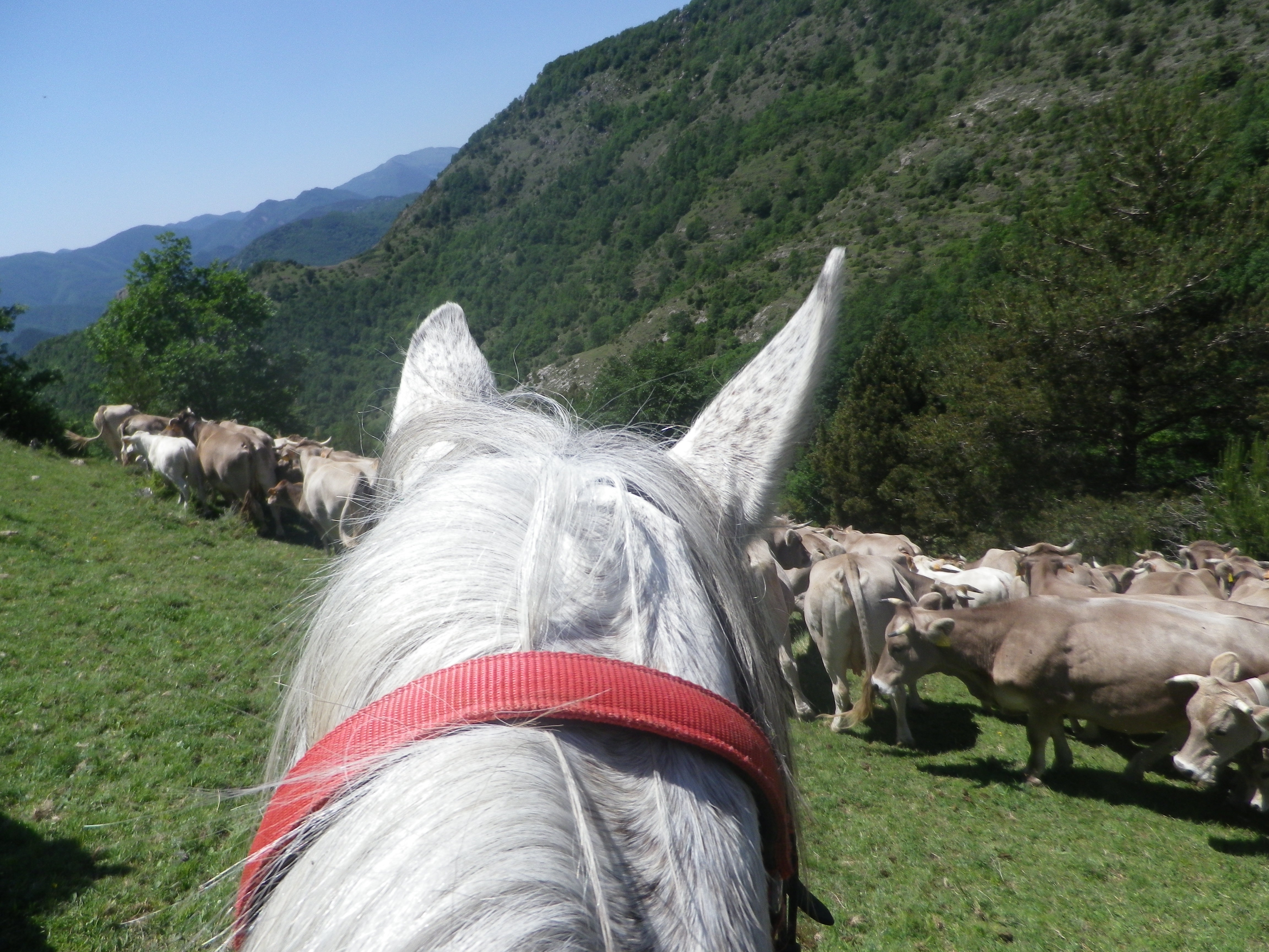 Voyage à cheval - Espagne : Transhumance du bétail en Catalogne