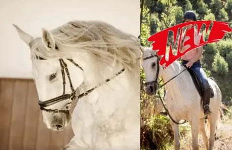 Voyage à cheval - Stage de dressage au Portugal et randonnée à cheval dans les collines de la Serra de Grândola