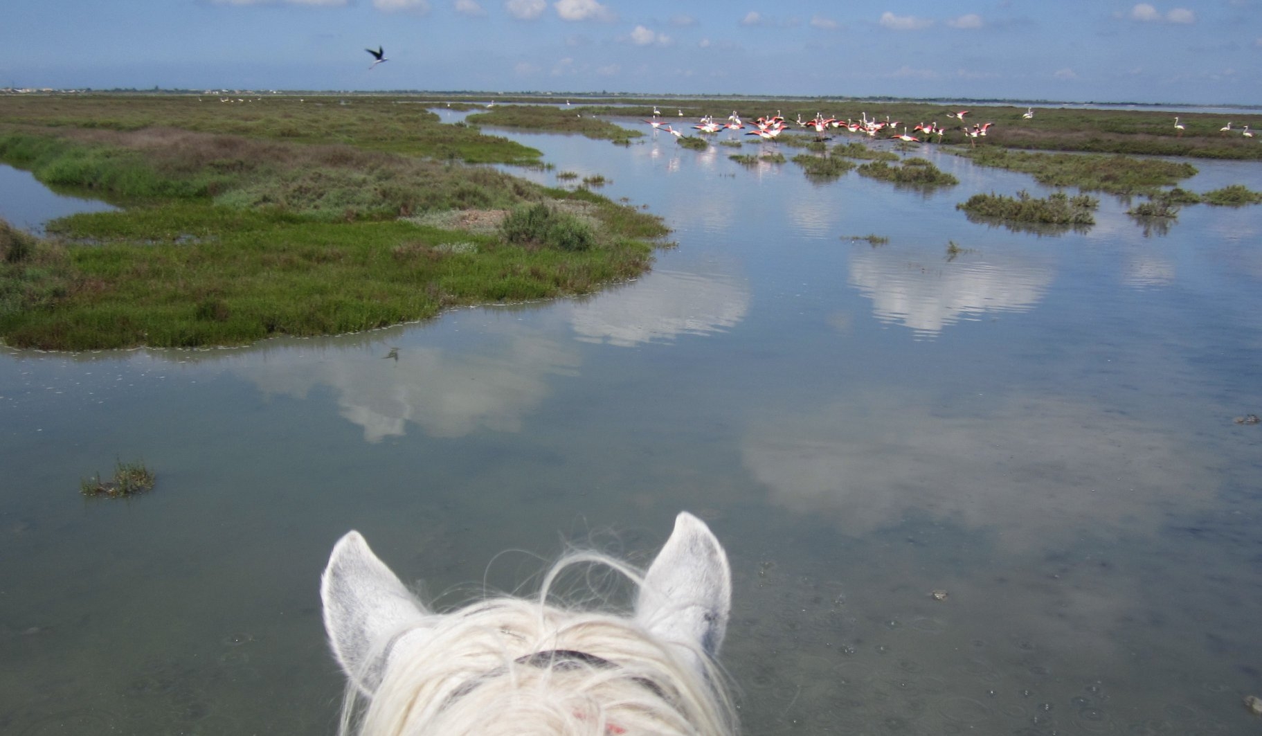 Voyage à cheval - Voyage à cheval des collines du Luberon et des Alpilles à la Camargue