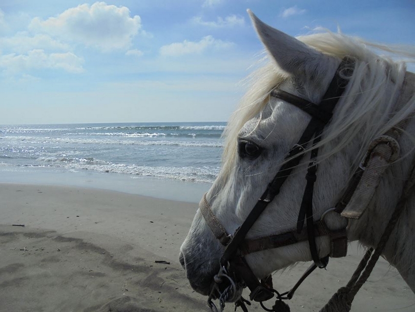 Voyage à cheval - Week end Rando à cheval en Camargue