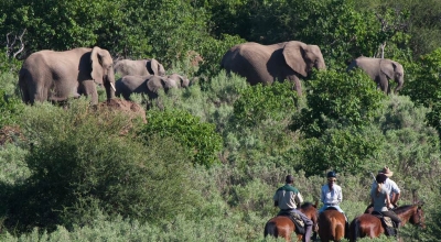 safaris à cheval