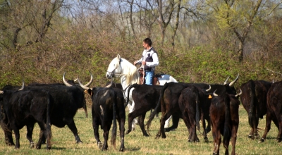visite d'une manade à cheval en Camargue