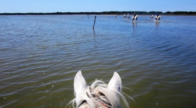 rando cheval Camargue