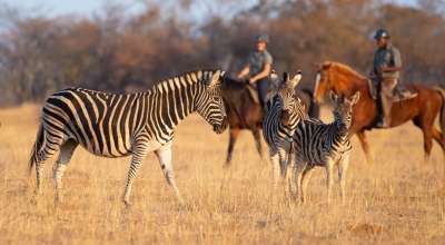 Safari en afrique du sud et Botswana