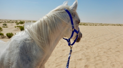 randbnnée à cheval Oman