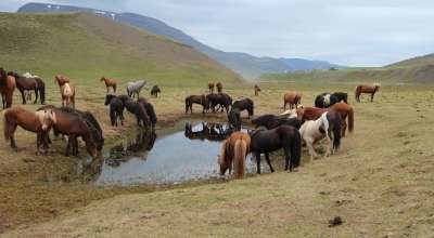 randonnée cheval Islande
