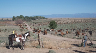 sejour dans un ranch usa