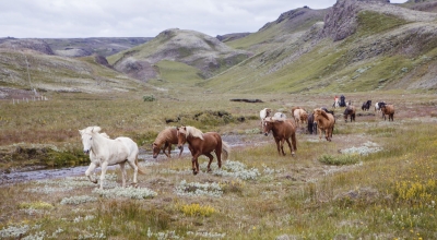 Randonnée à cheval dans le cercle d'or - sud de l'islande