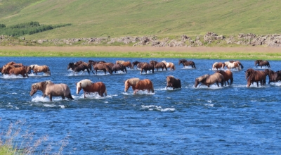 rando à cheval en Islande