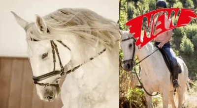 Portugal : Stage de dressage et randonnée à cheval dans les collines de la Serra de Grândola