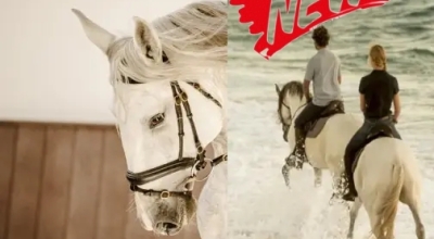 Portugal : Stage de dressage et d'équitation Portugaise en quinta de grand confort + Randonnée à cheval collines et plages de la Serra de Grândola