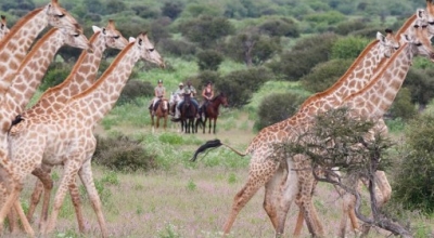 Safari cheval Safari a cheval