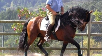 stage equestre portugal