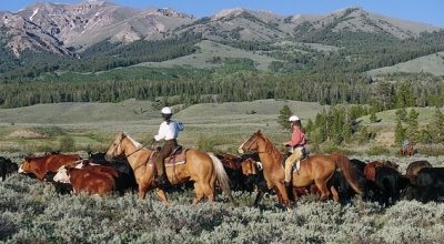 rando cheval usa