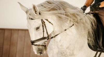 equitation au portugal