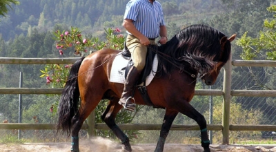 stage equestre portugal