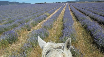 randonnee a cheval sud france