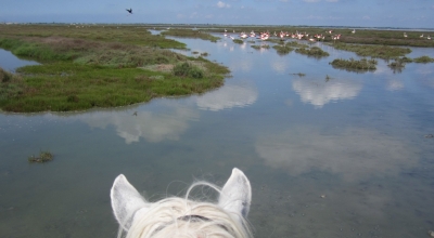 horse riding in Camargue