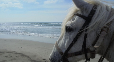 week end cheval Camargue