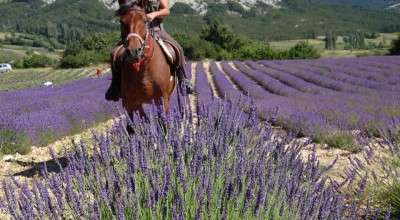 rando cheval Provence