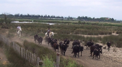 visite manade camargue a cheval