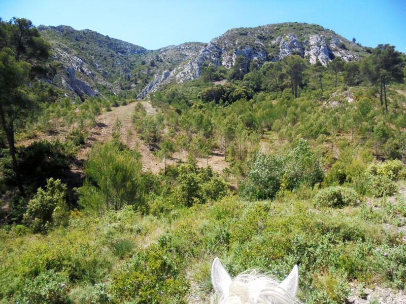 a cheval en Provence et Alpilles