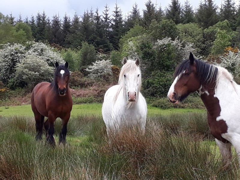 Equitation en Irlande
