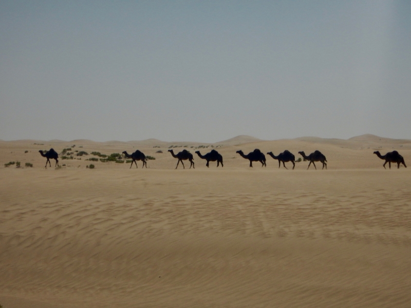 randonnée à cheval Oman