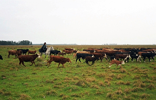 cheval tourisme argentine