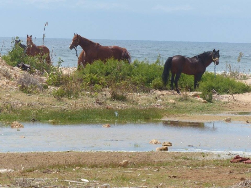 randonnee cheval maroc