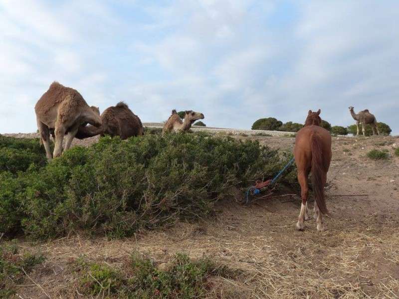 vacances cheval maroc