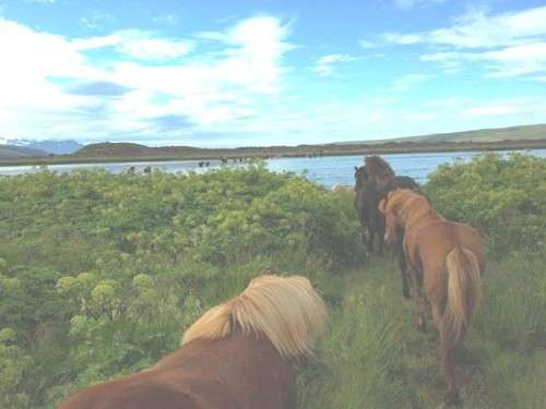 randonnee a cheval en islande